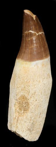 Rooted Mosasaur Tooth - Morocco #38180